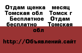 Отдам щенка 1 месяц - Томская обл., Томск г. Бесплатное » Отдам бесплатно   . Томская обл.